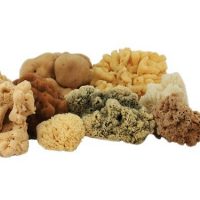 Buy Natural Sea Sponge - XLarge Natural Sea Sponge - XLarge