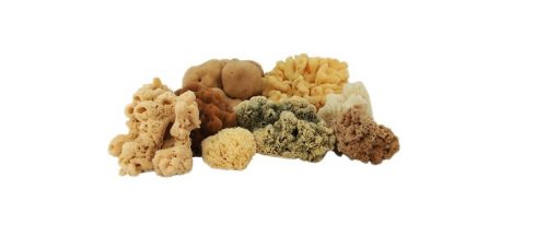 Natural Sea Sponge - XLarge