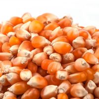 Buy Natural Turkish Corn Natural Turkish Corn